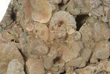 Detailed Jurassic Ammonites in Rock - Morocco #295328-1